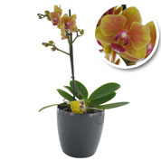 Phalaenopsis Laranja + Cachep Antracite